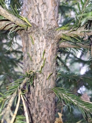 Picea obovata