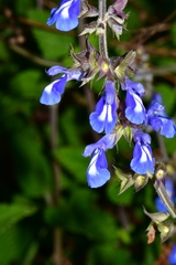 Salvia