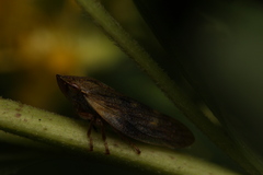 Omalophora pectoralis