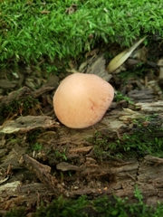 Rhodotus palmatus