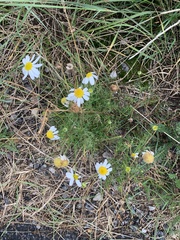 Tripleurospermum inodorum
