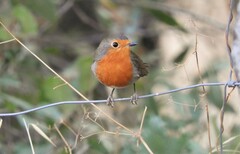 Erithacus rubecula rubecula