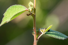 Formicidae
