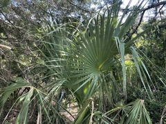Sabal palmetto
