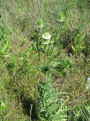 Dipsacus laciniatus