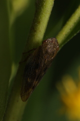 Omalophora pectoralis