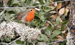 Erithacus rubecula rubecula