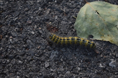 Phalera bucephala