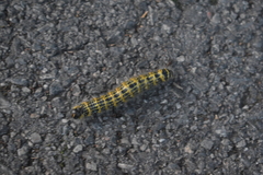 Phalera bucephala