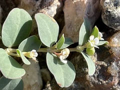 Euphorbia albomarginata