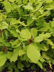 Dendrolobium umbellatum