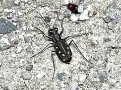 Cicindela ocellata ocellata