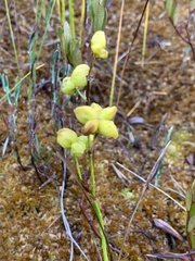Scheuchzeria palustris