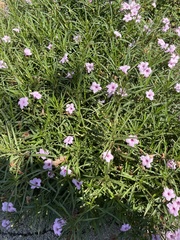 Ruellia simplex