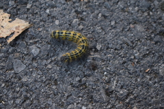 Phalera bucephala