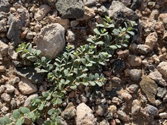 Euphorbia albomarginata
