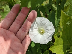 Calystegia silvatica
