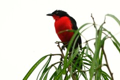 Laniarius erythrogaster