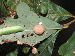Druon quercusflocci