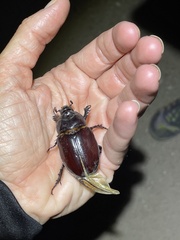 Strategus aloeus
