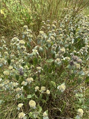 Pycnanthemum muticum