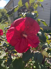 Hibiscus