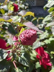 Hibiscus