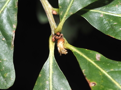 Andricus quercusfrondosus