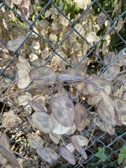 Lunaria annua
