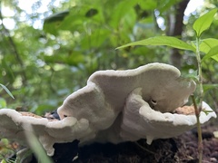 Heterobasidion annosum
