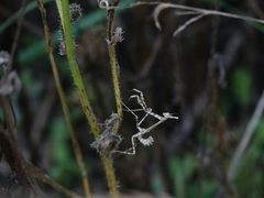 Empusa pennata