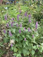 Agastache