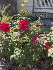Hibiscus
