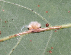 Druon quercusflocci