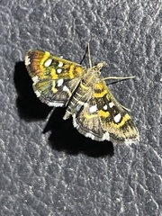 Diathrausta harlequinalis