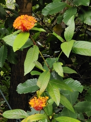 Ixora chinensis