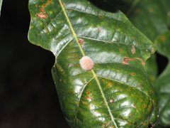 Druon quercusflocci