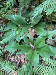 Clintonia