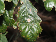 Druon quercusflocci