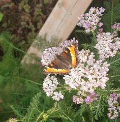Aglais milberti