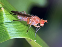 Tetanocera