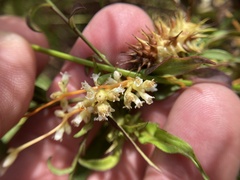 Cuscuta gronovii