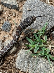 Coluber constrictor priapus