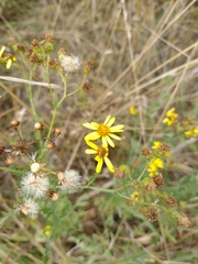 Senecioninae