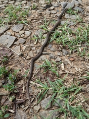 Coluber constrictor priapus
