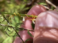 Cuscuta gronovii