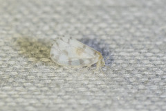 Aleyrodidae