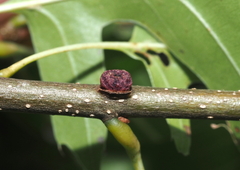 Kokkocynips difficilis