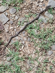 Coluber constrictor priapus