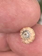 Xeroplexa intersecta